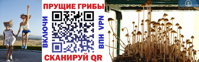 blacksprut зеркало  Кыштым  площадка состав  Галлюциногенные грибы GOLDEN TEACHER 